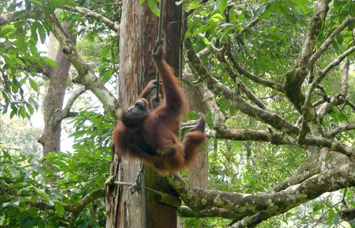 Borneo with kids - Orangutan visit