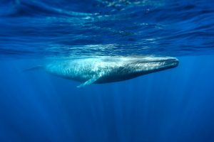 Blue Planet inspired holidays - Blue whale