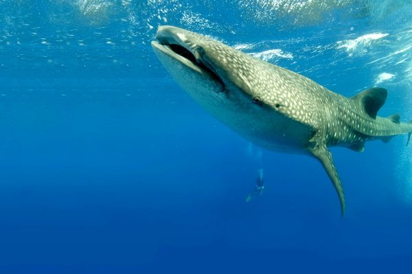 Whale shark, Belize - Blue Planet inspired holidays