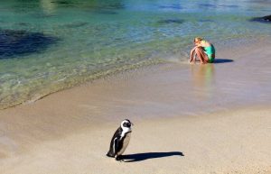 Family wildlife holidays - South Africa Boulders Beach with penguin