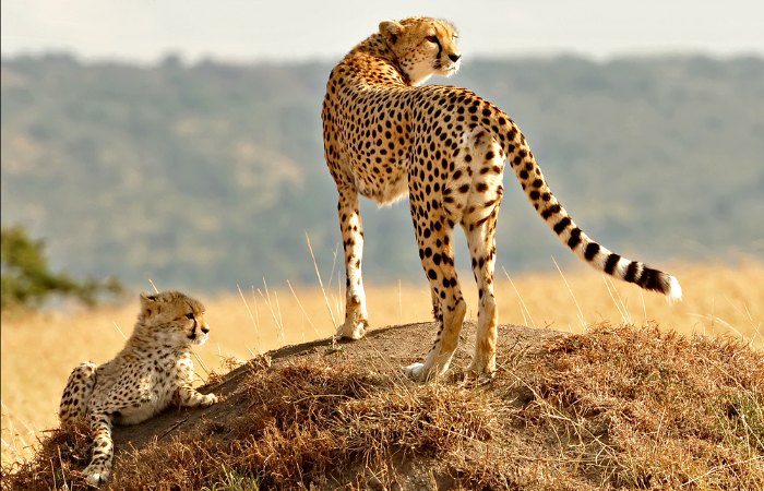 Family safari in Masai Mara - cheetah mum and cute cub