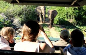 elephants approaching safari vehicle - safari diary