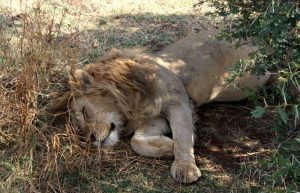 lions dozing under a tree - Liddy's Safari Diary