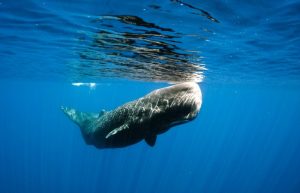 Family wildlife holidays - sperm whale off east coast of Sri Lanka