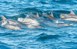 surfing dolphins Sri Lanka - family wildlife holidays and experiences