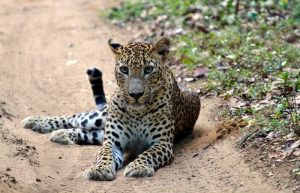 A leopard in Wilpattu National Park - wildlife experiences in Sri Lanka for families