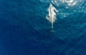 Blue whale near Mirissa, Sri Lanka