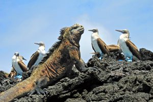 Galapagos with kids - iguana with blue footed boobies