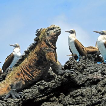 Galapagos with kids - iguana with blue footed boobies