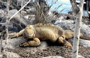 land iguana - Galapagos islands cruise