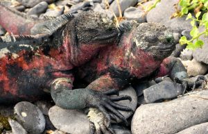 marine iguanas - cruise in the Galapagos Islands