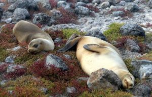snoozing seal lions on Galapagos Island cruise trip