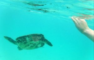 swimming with turtles -Underwater photo taken on Galapagos Islands cruise