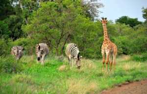 Giraffe and zebra in the Kruger - family safari