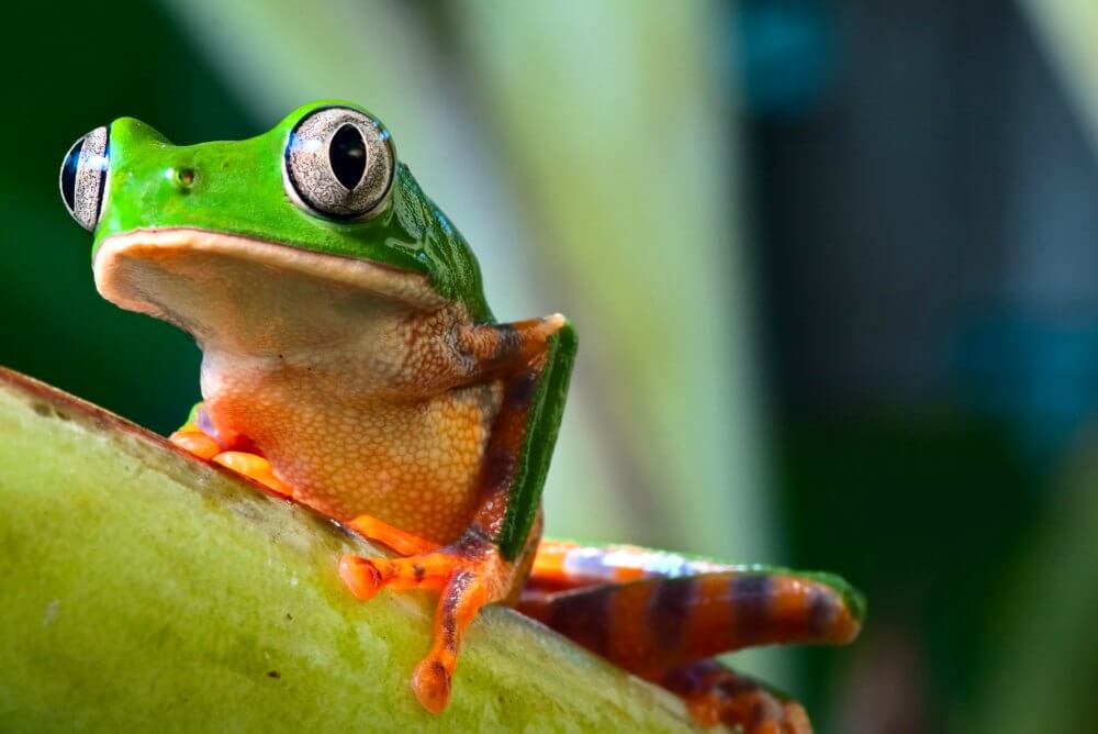 Amazon tree frog