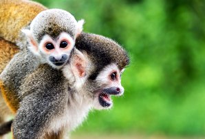 Brazil itineraries - squirrel monkeys