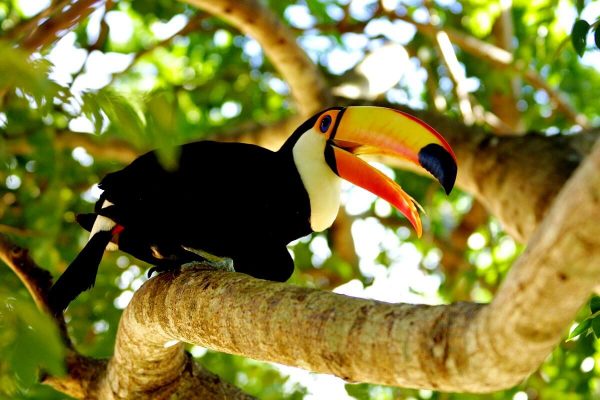 Toucan in the Pantanal - Brazil with children holiday