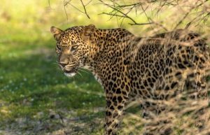 Leopard in Willpattu National Park Sri Lanka - 50th birthday abroad