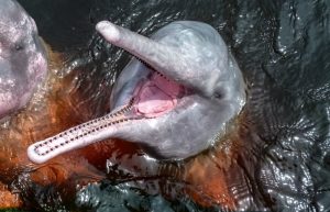 Pink dolphins in the Amazon - Brazil with kids itinerary