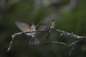 Birds in Wilpattu national park