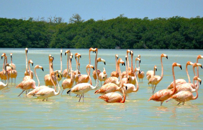 Flamingo at Celestum - places to visit in Mexico