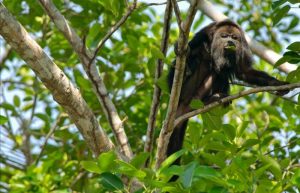 Howler monkey - Yucatan rainforest - Mexico family holidays