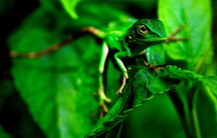Young photographer awards 2018 - green lizard Sri Lanka
