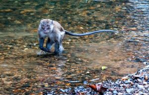 Khao Sok Nation Park - monkey at edge of lake