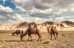 Khongoryn Els - Mongolia itineraries