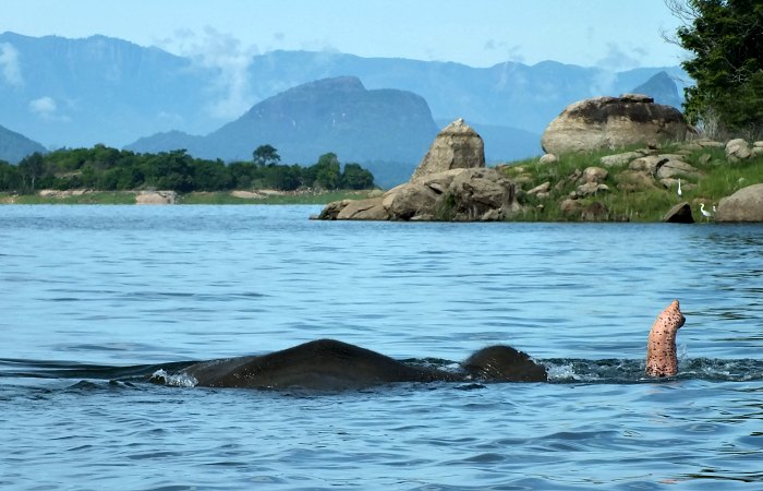 Elephant swimming in lake - Sri Lanka - luxury family holiday