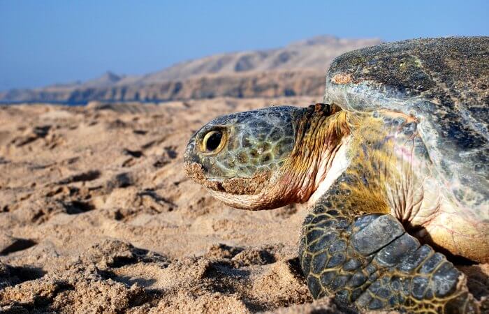 Turtle on beach nesting at Ras Al Jinz in Oman - a favourite family wildlife holiday activity