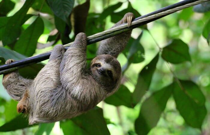 Sloth climbing along telephone wires in Costa Rica - family wildlife holidays