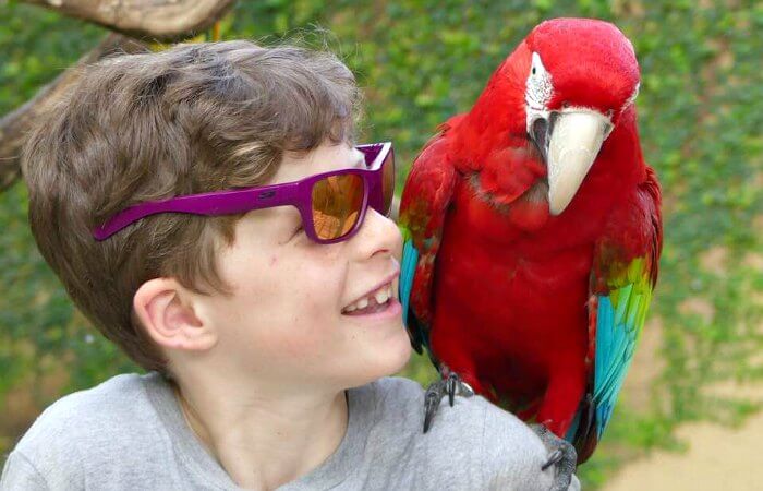 Boy visiting bird sanctuary when holidaying in Bali with kids