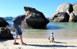 best family beach for penguins - child and penguin on Boulders Beach with blue sky