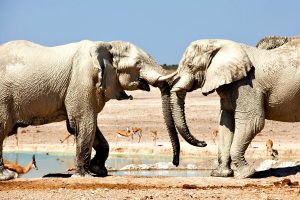 Namibia with kids itinerary - elephant at Etosha waterhole