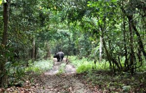 Tracking rhino on a Nepal with kids holiday