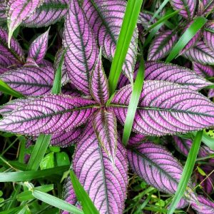 Purple plant in Costa Rica - Young Photographer Competition 2019