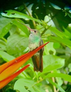 Hummingbird Costa Rica - Young Photographer Competition 2019