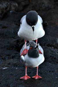 Oyster catchers in Ecuador - Young Photographers Competition 2019