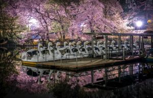 Swan boats lined up in Inokashira Park