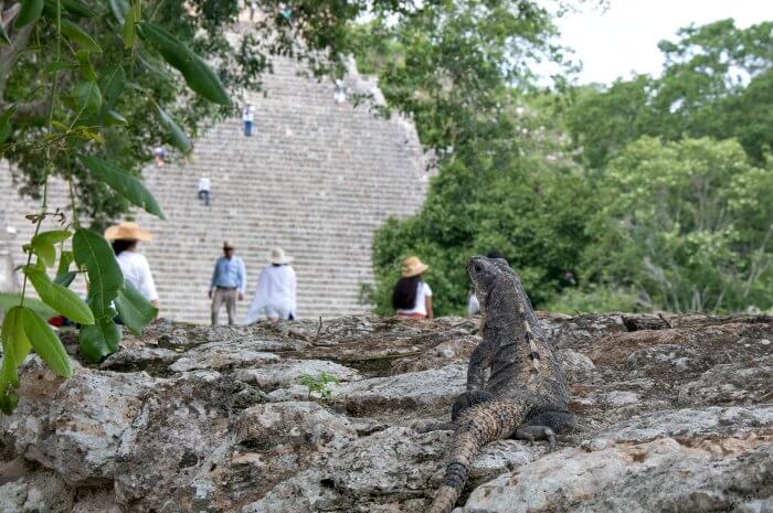 Iguana in front of Mayan pyramid - Young Photographer Competition 2019