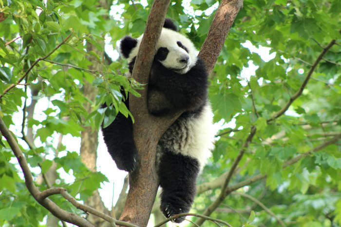 Panda in tree - China - Young Photographers Competition 2019