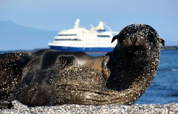 Friendly seal lion on beach in Galapagos with cruise ship behind - school holidays calendar