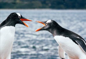Penguins in Patagonia - Argentina itineraries