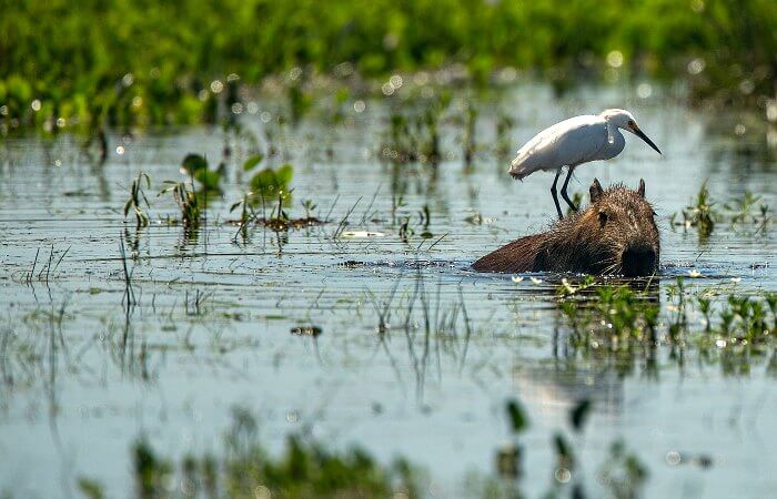 Wildlife in the Ibera Wetlands - visit on Argentina family holidays