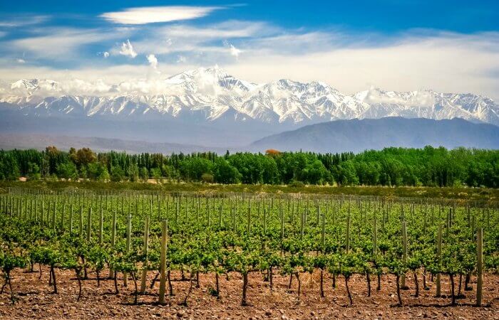 Mendoza vineyards - Places to visit in Argentina