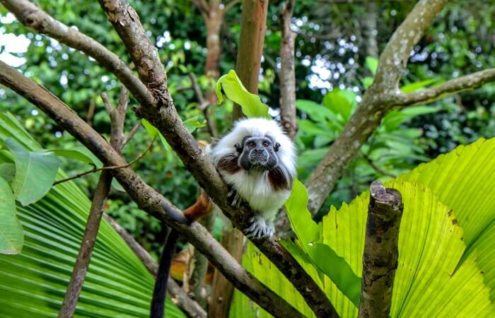 Gibbon Singapore Zoo