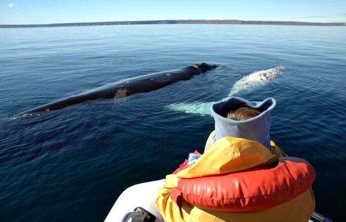 Whale watching on Argentina itineraries. Two Southern right whales