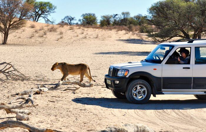 Spotting lion on Namibian family road trip