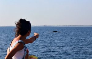 Whale watching Mirissa Sri Lanka